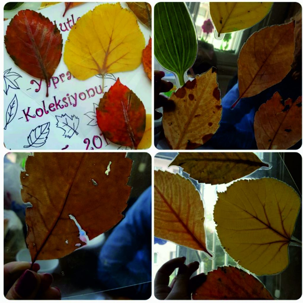 Yaprak Koleksiyonum